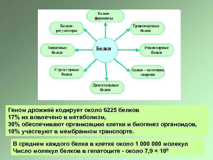 Геном дрожжей кодирует около 6225 белков 17% их вовлечено в метаболизм, 30% обеспечивают организацию