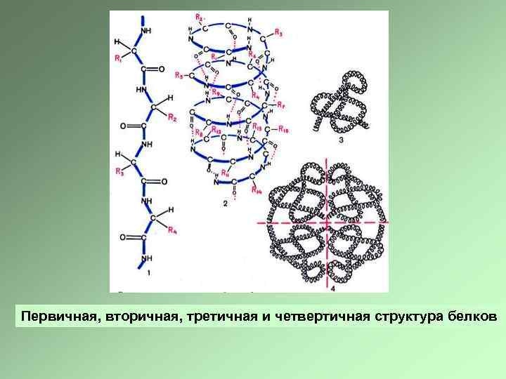 Первичная структура белка мономер. Первичная вторичная и третичная структура белков. Первичная вторичная третичная четвертичная структура.