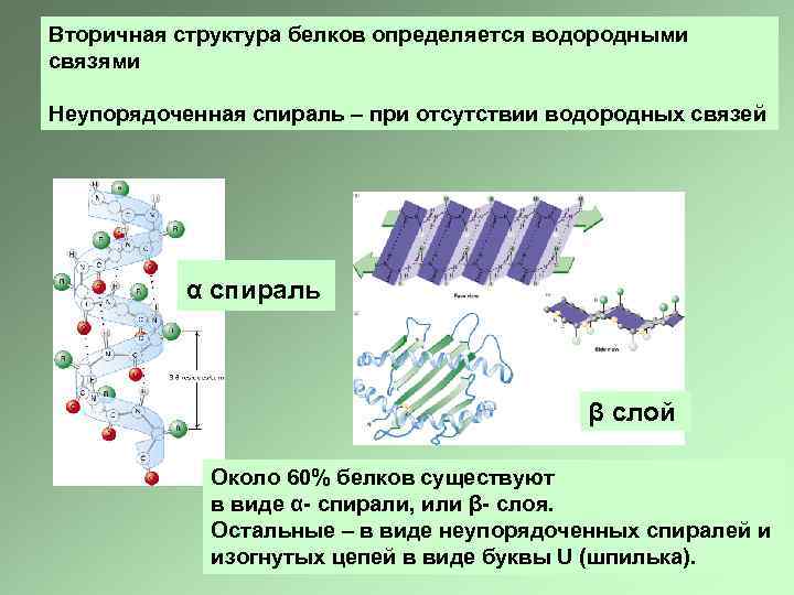 Вторичная структура белков