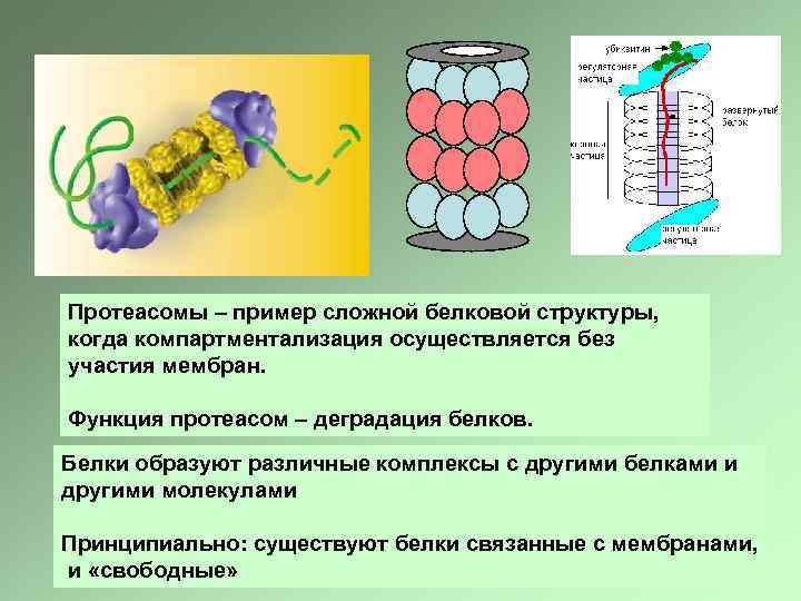 Протеасомы – пример сложной белковой структуры, когда компартментализация осуществляется без участия мембран. Функция протеасом