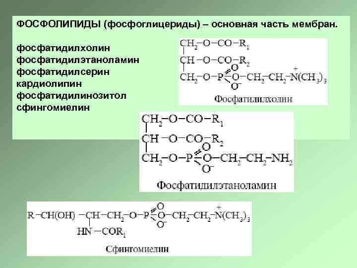 ФОСФОЛИПИДЫ (фосфоглицериды) – основная часть мембран. фосфатидилхолин фосфатидилэтаноламин фосфатидилсерин кардиолипин фосфатидилинозитол cфингомиелин 