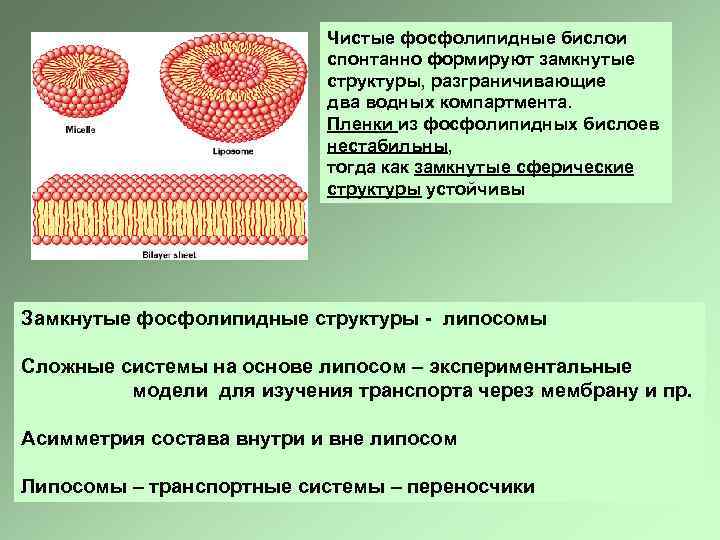Чистые фосфолипидные бислои спонтанно формируют замкнутые структуры, разграничивающие два водных компартмента. Пленки из фосфолипидных