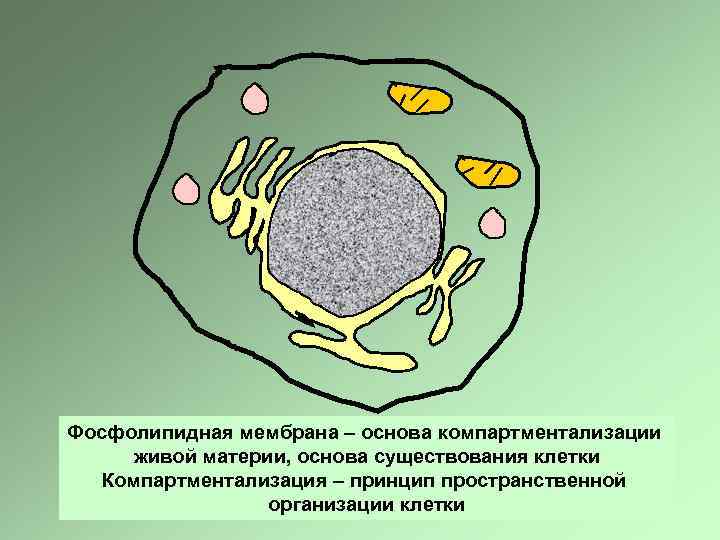 Компартментализация клетки презентация