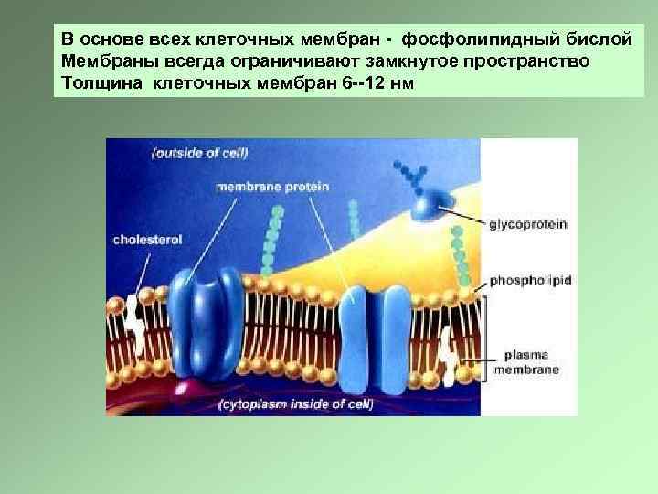 Формируют бислой в мембране клетки