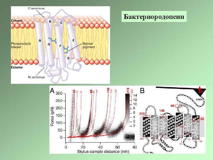Бактериородопсин 