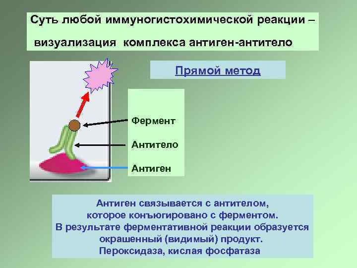 Pap метод иммуногистохимия схема