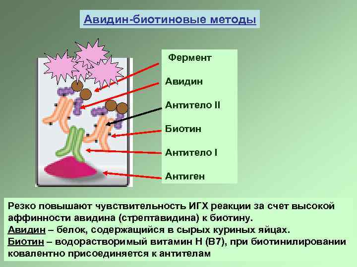 Pap метод иммуногистохимия схема