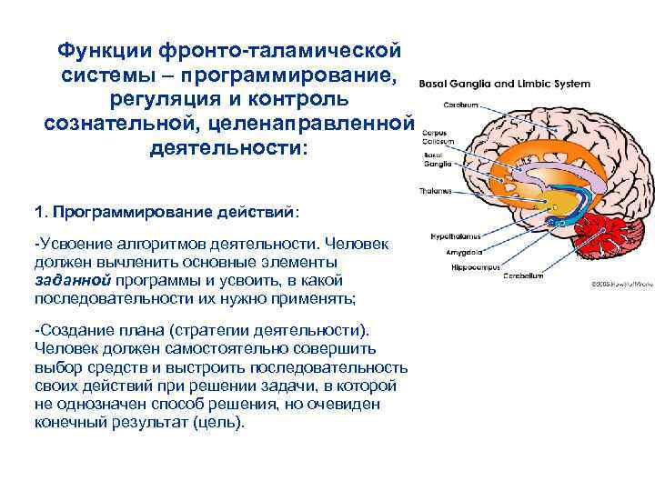Функции фронто-таламической системы – программирование, регуляция и контроль сознательной, целенаправленной деятельности: 1. Программирование действий: