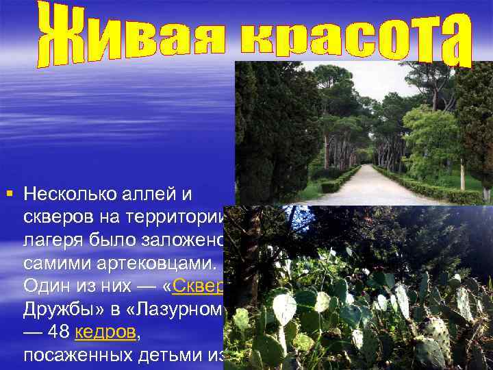  § Несколько аллей и скверов на территории лагеря было заложено самими артековцами. Один