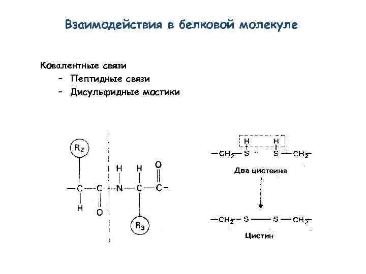 Взаимодействия в белковой молекуле Ковалентные связи – Пептидные связи – Дисульфидные мостики 