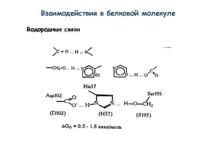 Взаимодействия в белковой молекуле Водородные связи 