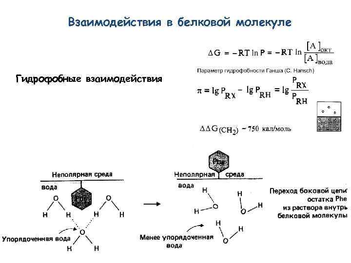 Взаимодействия в белковой молекуле Гидрофобные взаимодействия 