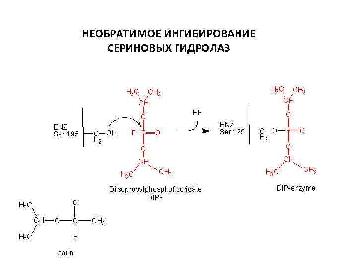 НЕОБРАТИМОЕ ИНГИБИРОВАНИЕ СЕРИНОВЫХ ГИДРОЛАЗ 