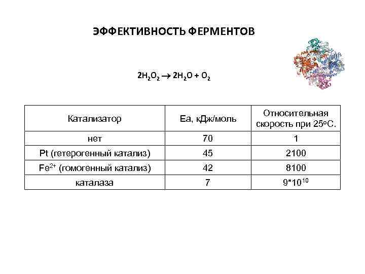 ЭФФЕКТИВНОСТЬ ФЕРМЕНТОВ 2 Н 2 О 2 2 Н 2 О + О 2
