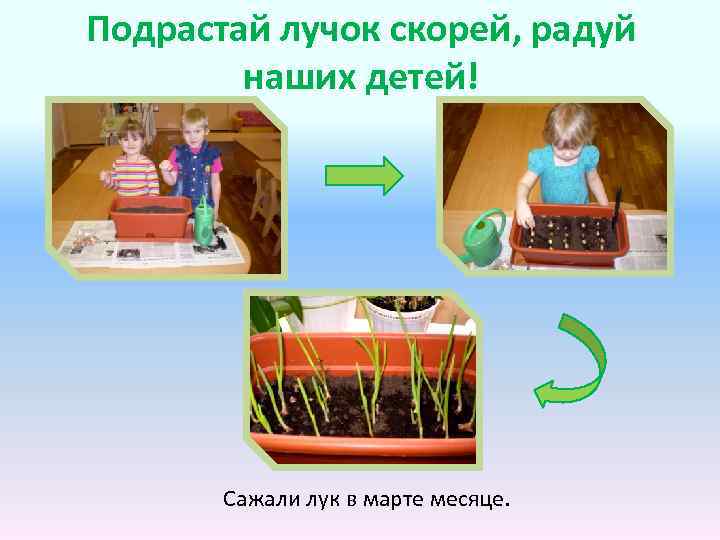 Подрастай лучок скорей, радуй наших детей! Сажали лук в марте месяце. 
