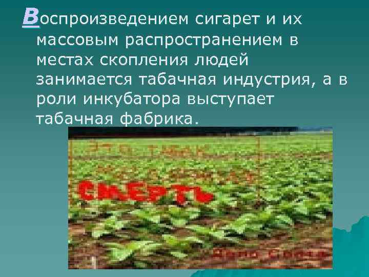 Воспроизведением сигарет и их массовым распространением в местах скопления людей занимается табачная индустрия, а