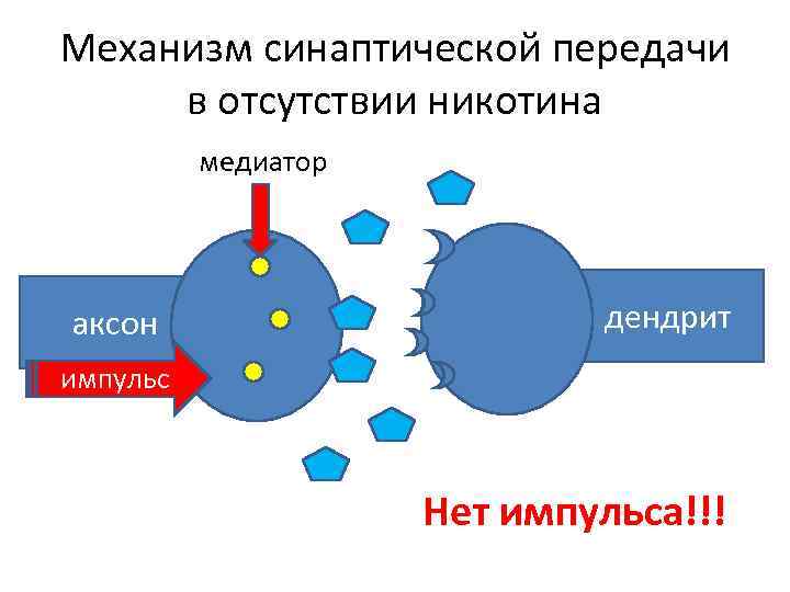 Механизм синаптической передачи в отсутствии никотина медиатор аксон дендрит импульс Нет импульса!!! 