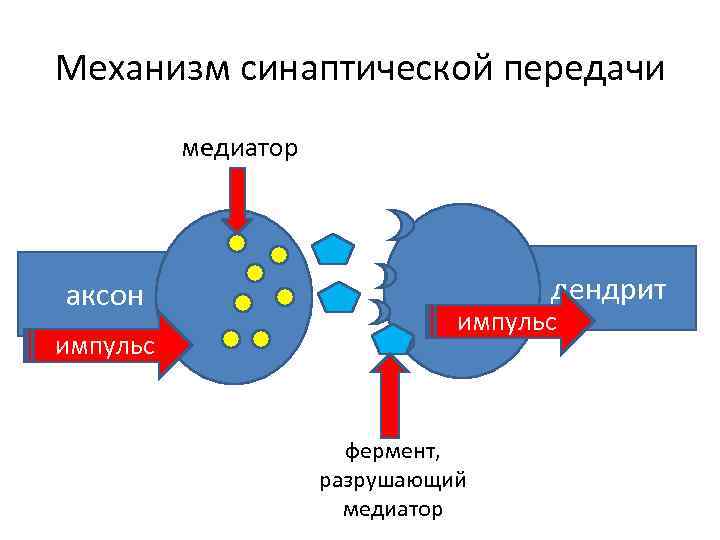 Химические импульсы. Медиаторы синаптической передачи ферменты. Механизм синаптической передачи. Этапы и механизмы синаптической передачи. Механизмы модуляции синаптической передачи возбуждения.