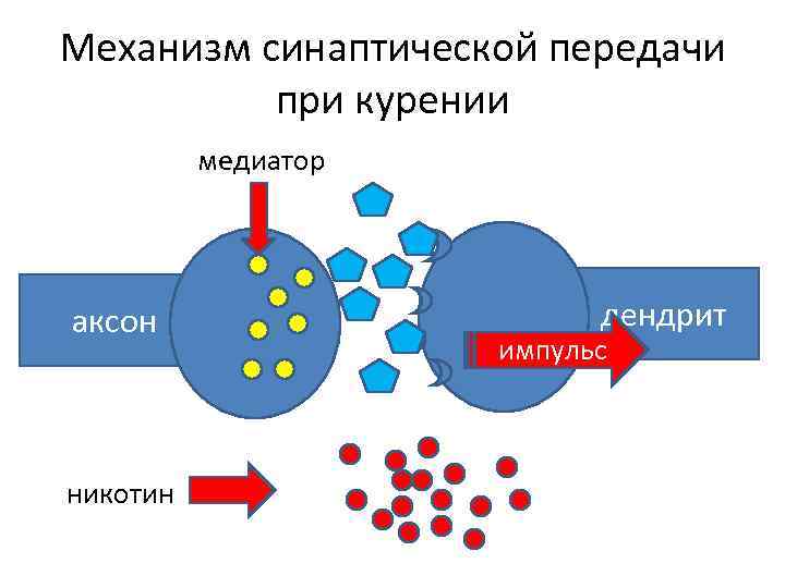Механизм синаптической передачи при курении медиатор аксон никотин дендрит импульс 