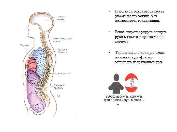 • В плотной толпе вероятность упасть не так велика, как возможность сдавливания. •