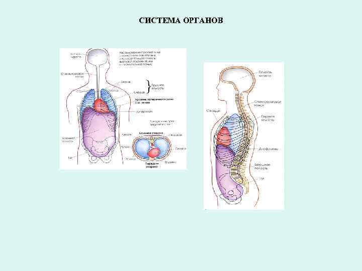 СИСТЕМА ОРГАНОВ 