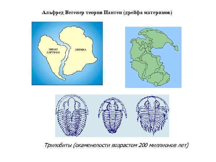 Альфред Вегенер теория Пангеи (дрейфа материков) Трилобиты (окаменелости возрастом 200 миллионов лет) 