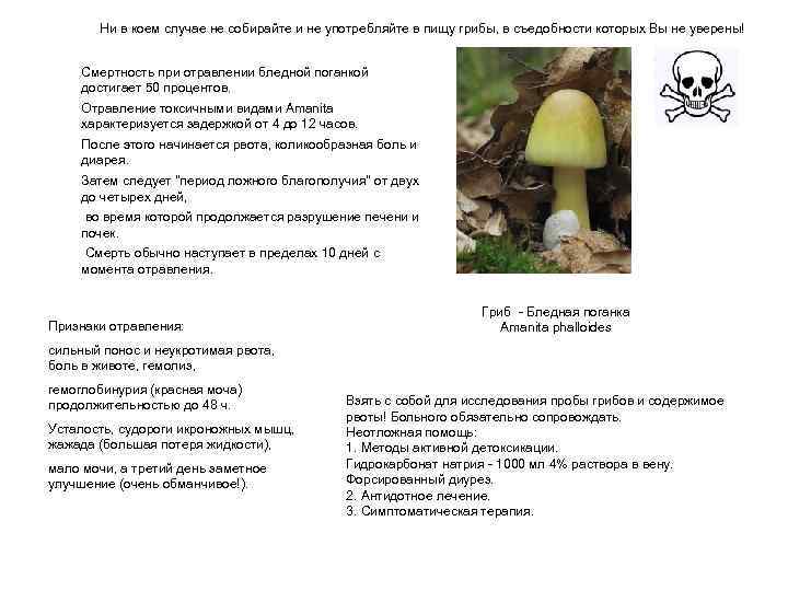 Ни в коем случае не собирайте и не употребляйте в пищу грибы, в съедобности