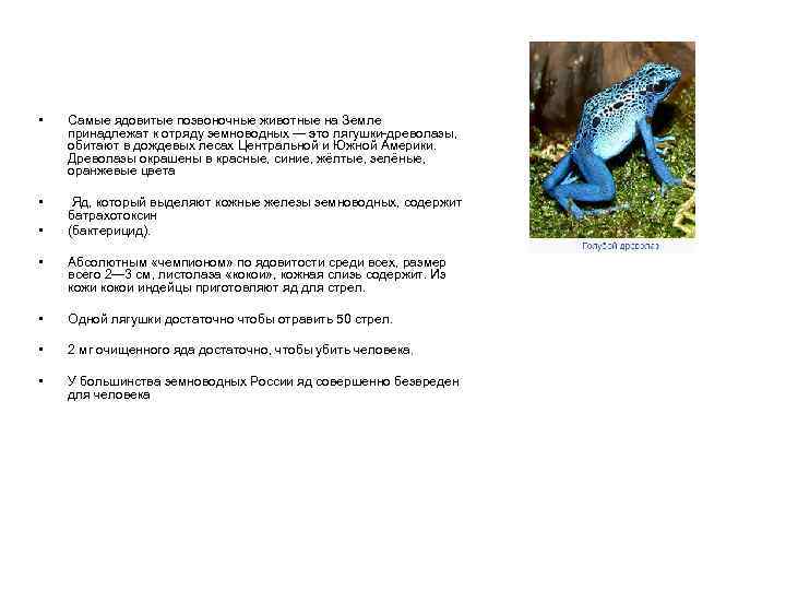 • Самые ядовитые позвоночные животные на Земле принадлежат к отряду земноводных — это