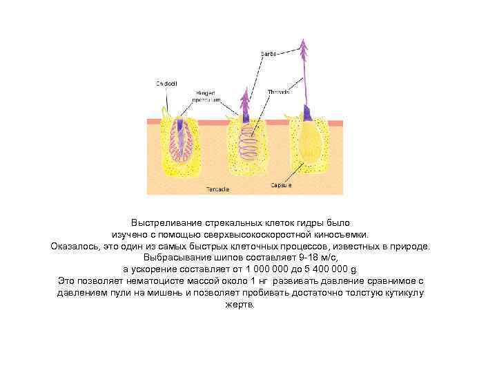 Выстреливание стрекальных клеток гидры было изучено с помощью сверхвысокоскоростной киносъемки. Оказалось, это один из
