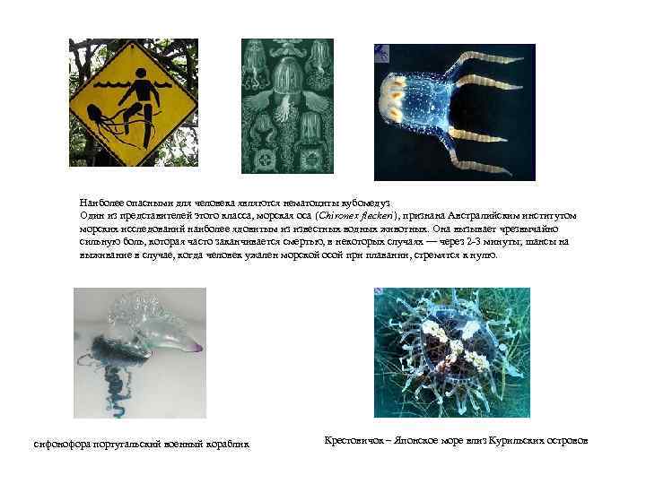 Наиболее опасными для человека являются нематоциты кубомедуз Один из представителей этого класса, морская оса