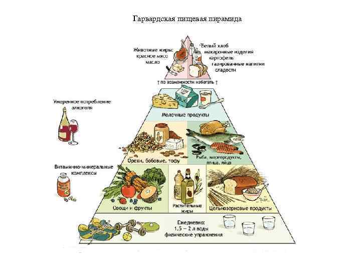 Гарвардская пищевая пирамида 