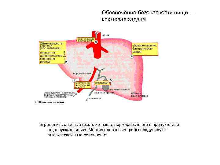 Обеспечение безопасности пищи — ключевая задача определить опасный фактор в пище, нормировать его в