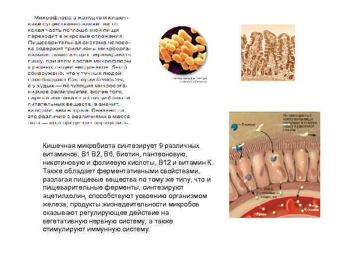 Кишечная микробиота синтезирует 9 различных витаминов: В 1 В 2, В 6, биотин, пантеоновую,