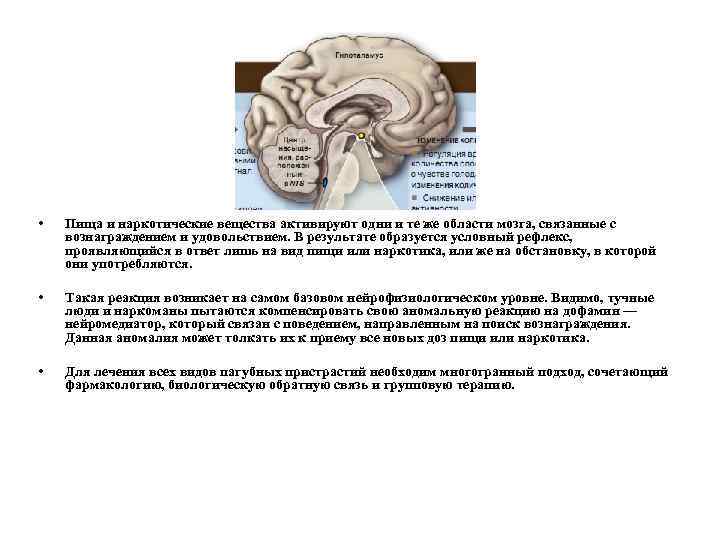  • Пища и наркотические вещества активируют одни и те же области мозга, связанные