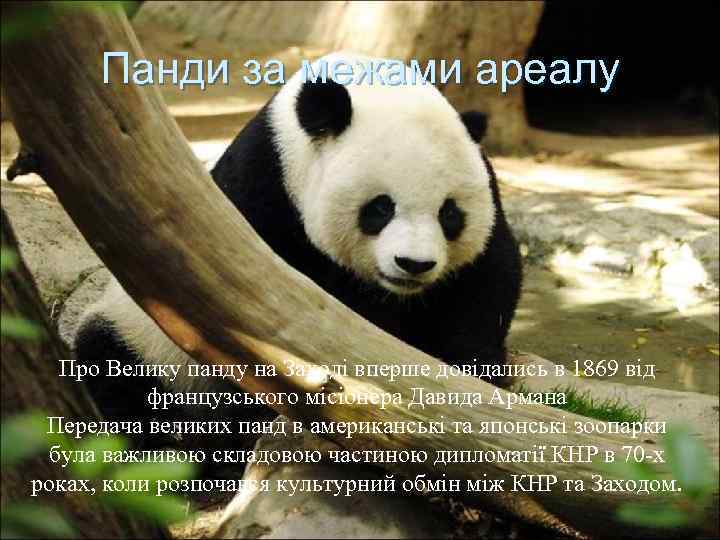 Панди за межами ареалу Про Велику панду на Заході вперше довідались в 1869 від