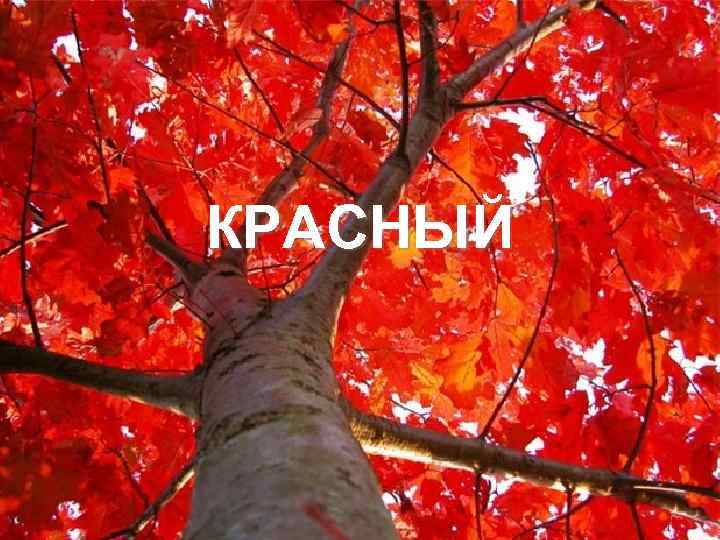 КРАСНЫЙ 