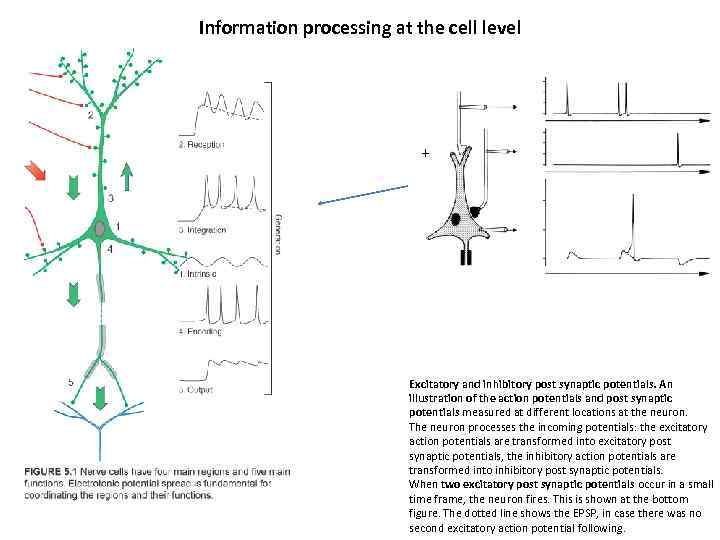 Information processing at the cell level + - Excitatory and inhibitory post synaptic potentials.