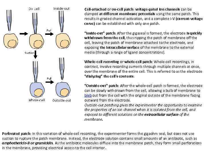 Cell-attached or on-cell patch: voltage-gated ion channels can be clamped at different membrane potentials