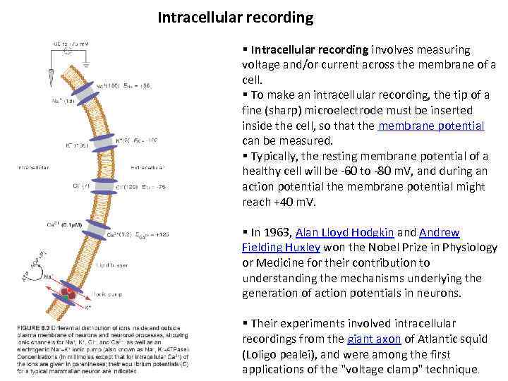 Intracellular recording § Intracellular recording involves measuring voltage and/or current across the membrane of