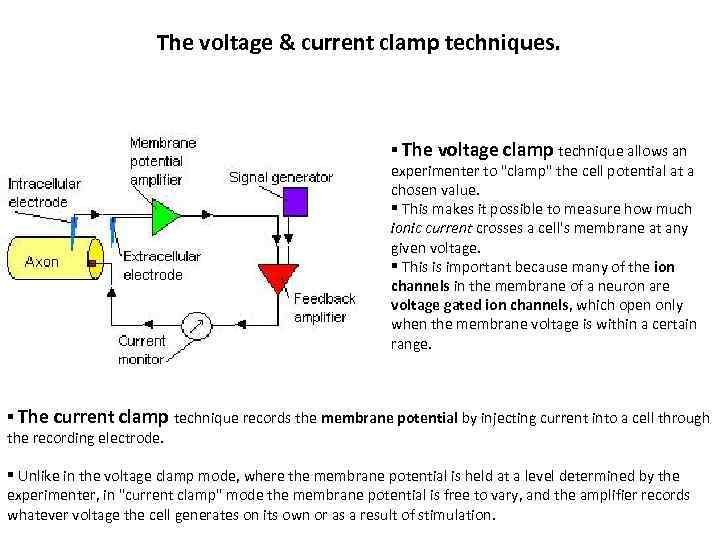 The voltage & current clamp techniques. § The voltage clamp technique allows an experimenter