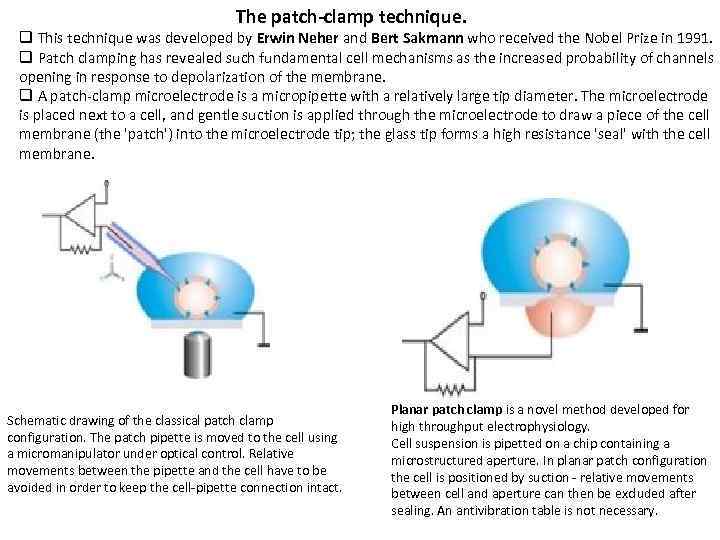  The patch-clamp technique. q This technique was developed by Erwin Neher and Bert