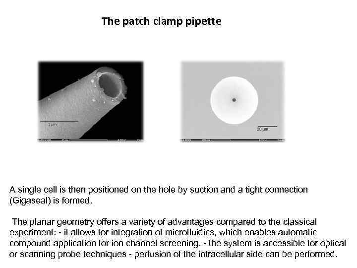 The patch clamp pipette A single cell is then positioned on the hole by