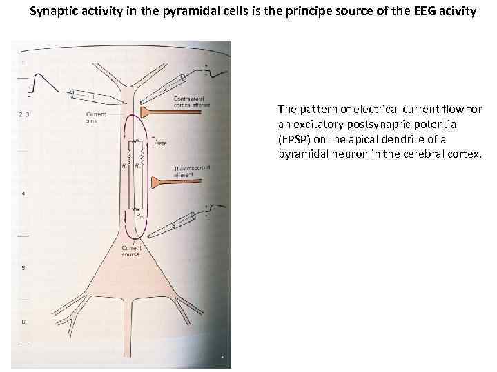 Synaptic activity in the pyramidal cells is the principe source of the EEG acivity