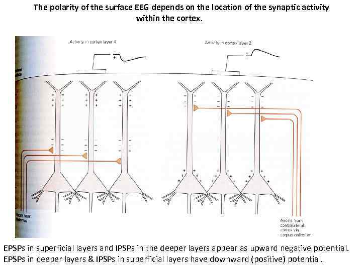 The polarity of the surface EEG depends on the location of the synaptic activity