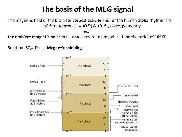 The basis of the MEG signal The magnetic field of the brain for cortical