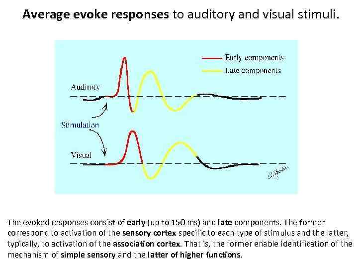 Average evoke responses to auditory and visual stimuli. le sensory and the latter of