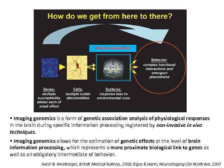 § Imaging genomics is a form of genetic association analysis of physiological responses in