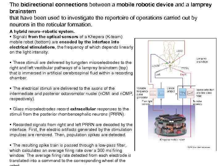 The bidirectional connections between a mobile robotic device and a lamprey brainstem that have