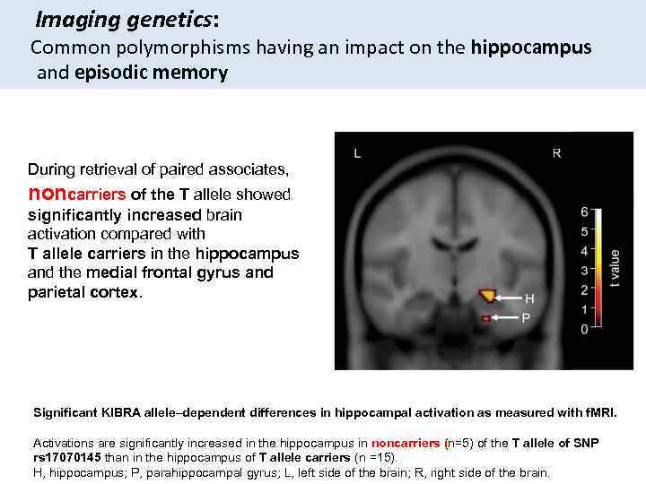 Imaging genetics: Common polymorphisms having an impact on the hippocampus and episodic memory During