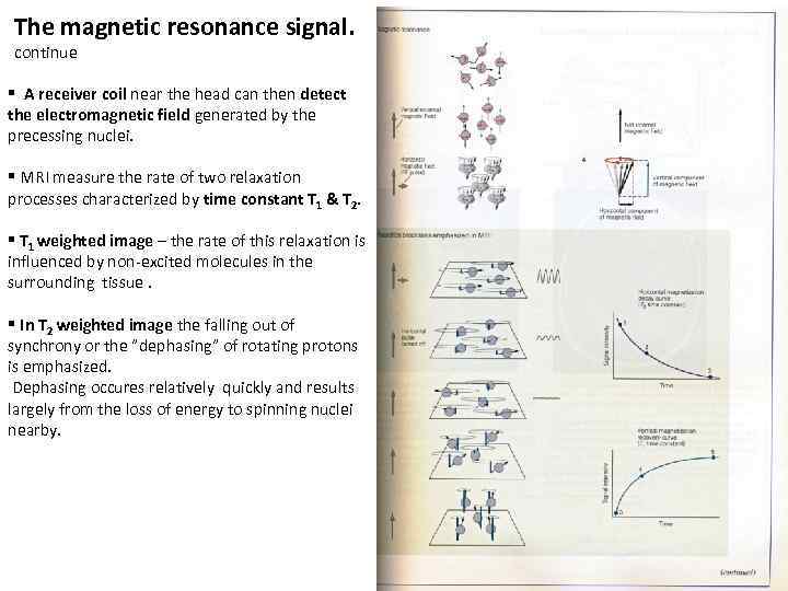 The magnetic resonance signal. continue § A receiver coil near the head can then